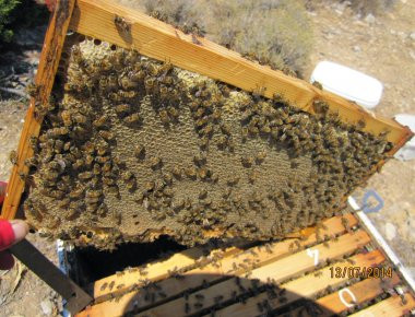 Επιτήδειοι δηλητηρίασαν μελίσσια στην Ηλεία